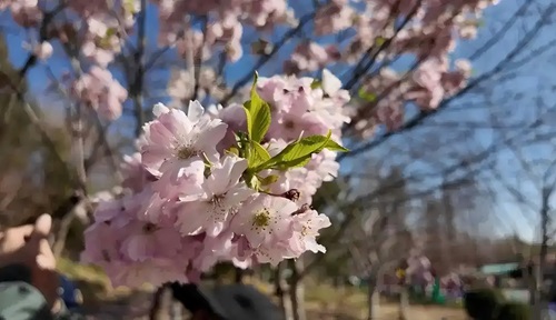 北京春日顶流回归！玉渊潭早樱进入盛放期，交通指南